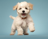 Poochon Puppies For Sale Windy City Pups
